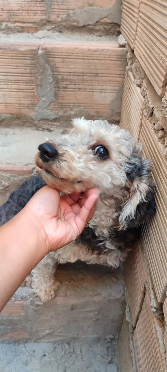 Doação de cachorra - Foto 4