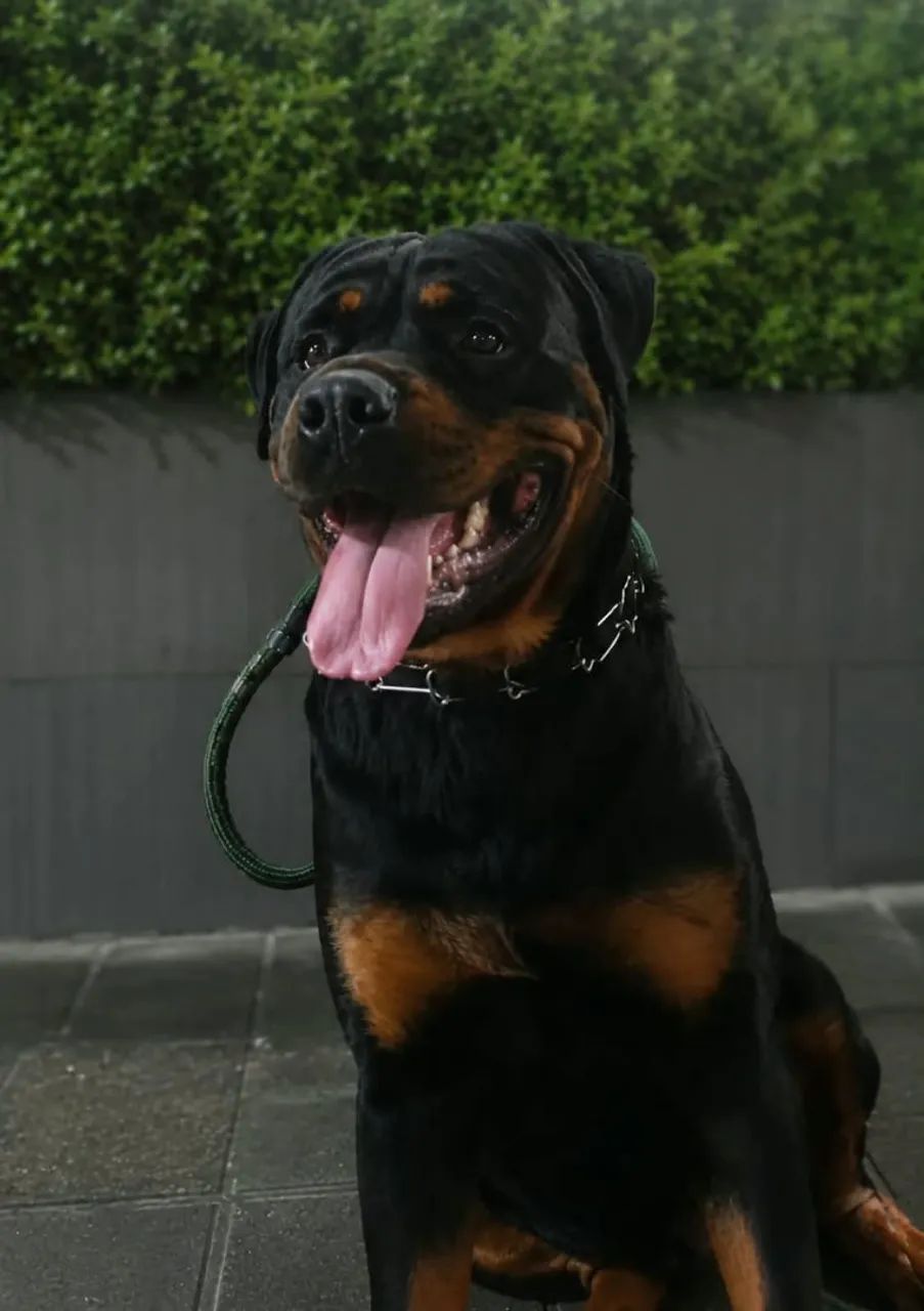 Rottweiler 