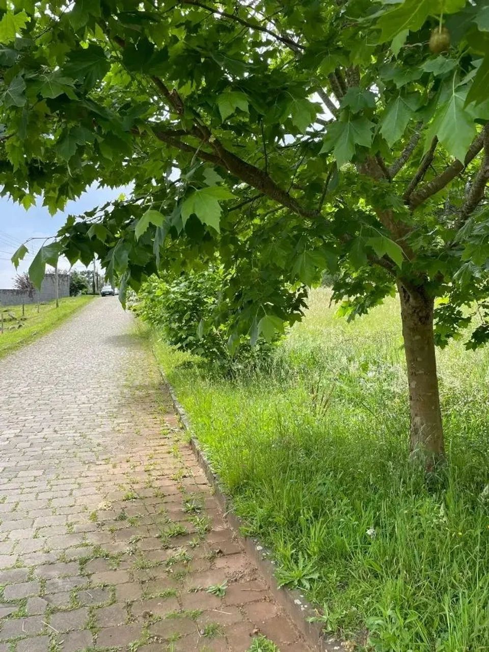 CAXIAS DO SUL - Terreno Padrão - LINHA 40 - Foto 8