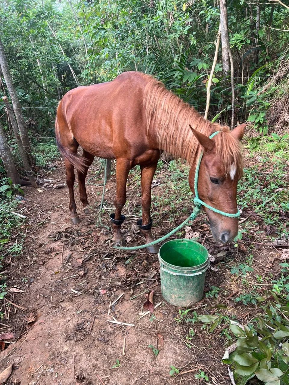 Cavalo - Foto 2