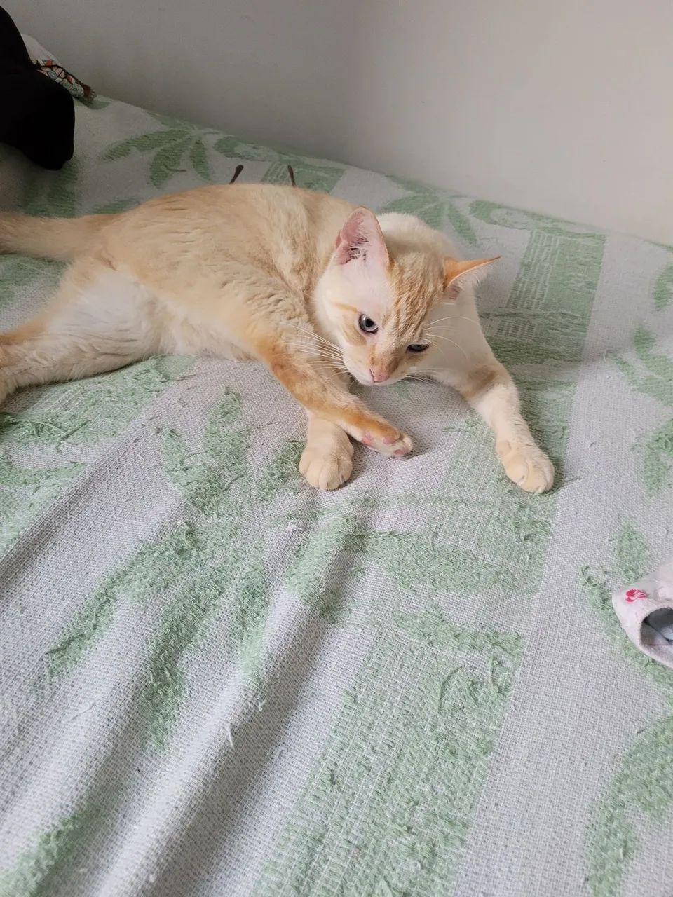 Gato para doação  - Foto 2