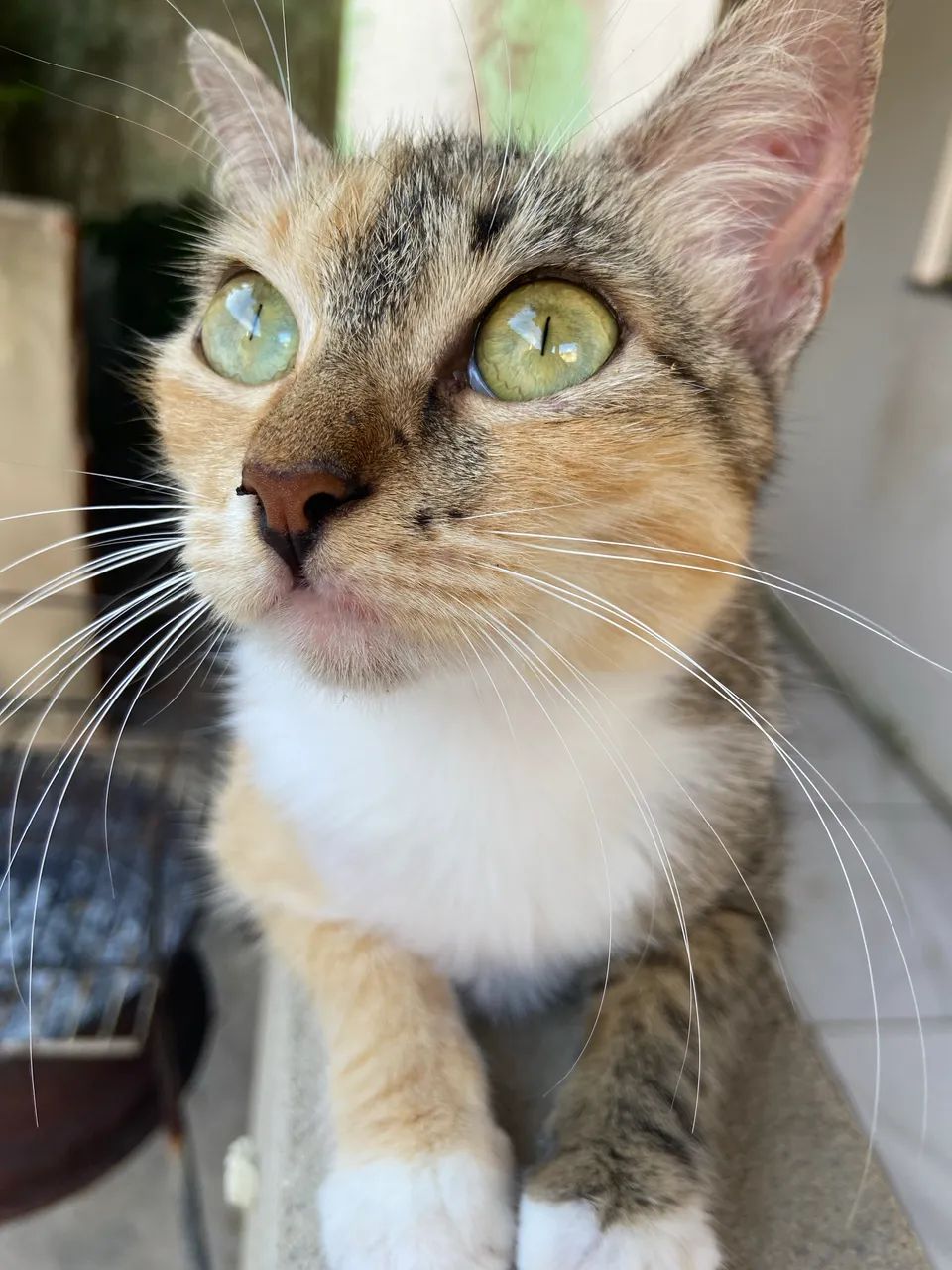 gatinha já castrada - Foto 4