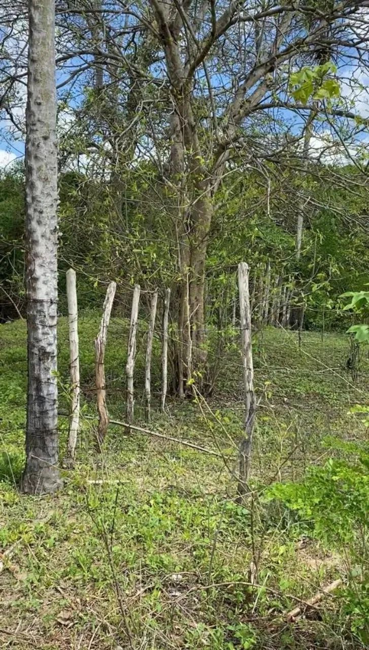 4 hectares na margem da CE 456 - Foto 4