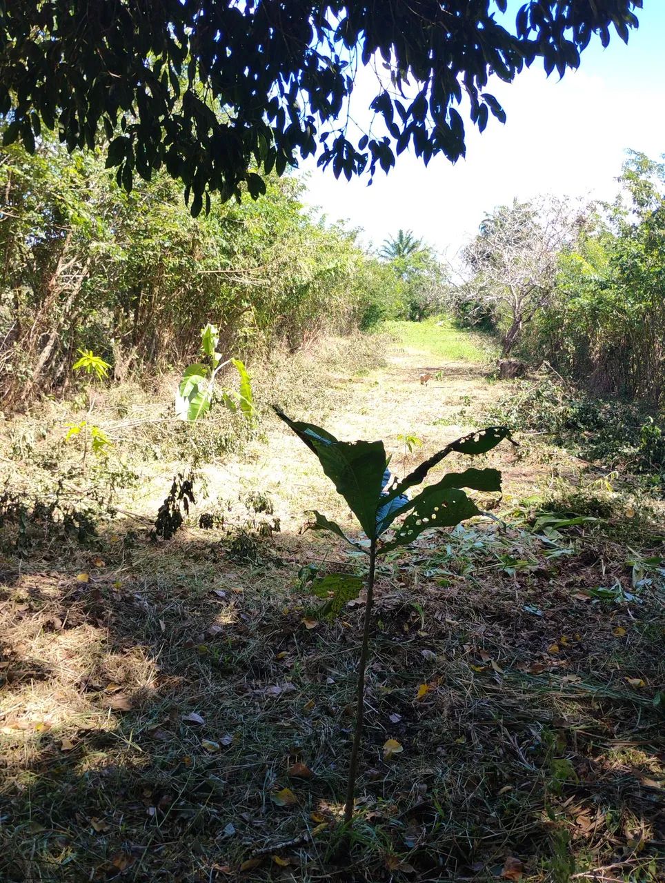 Vende se um lote  25000 - Foto 3