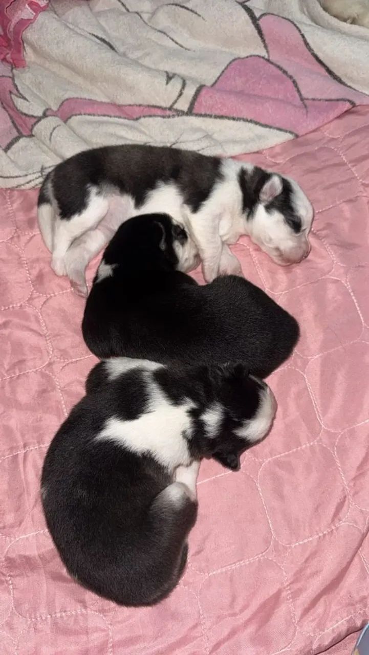 Filhotes de Husky Siberiano  - Foto 3