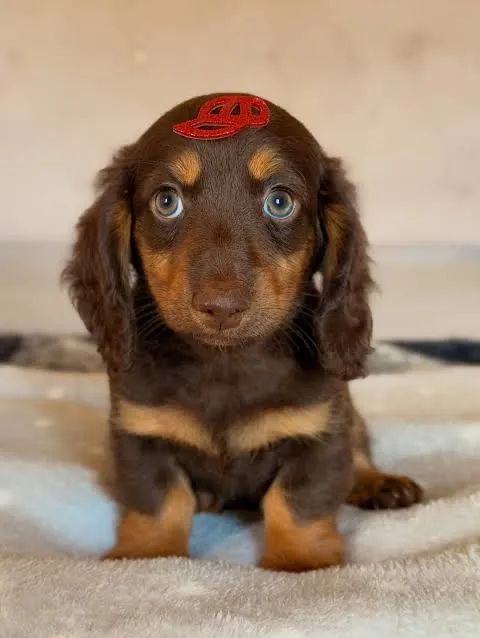 Dachshuand macho pelo longo choco tan  - Foto 2
