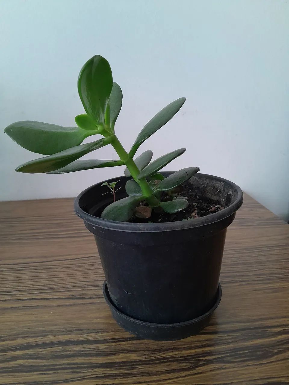 4 vasos com plantas Jade - Foto 5