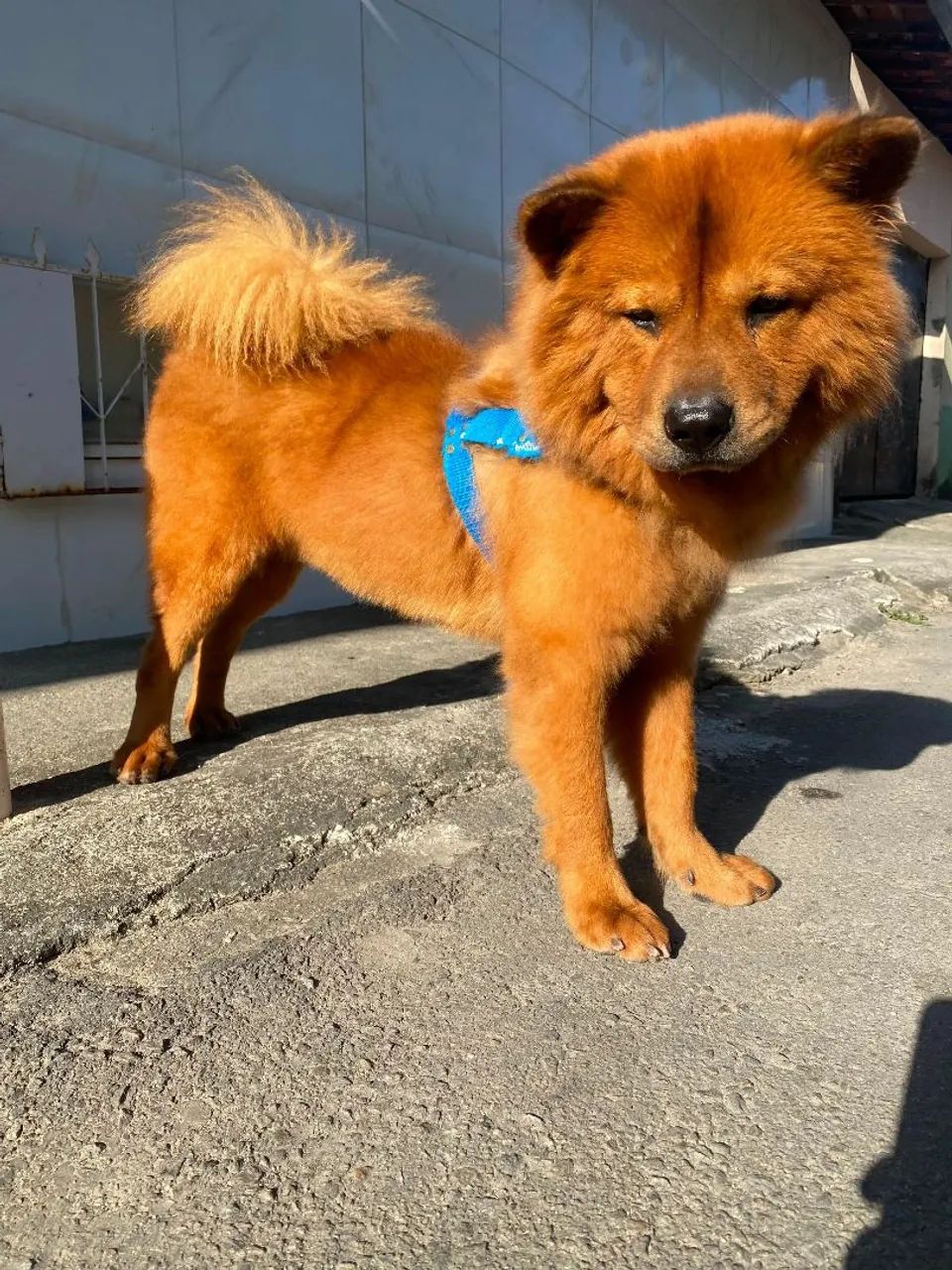 Vendo Chow Chow de 9 meses  - Foto 3