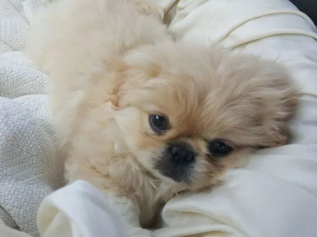 Pequines - Foto 2