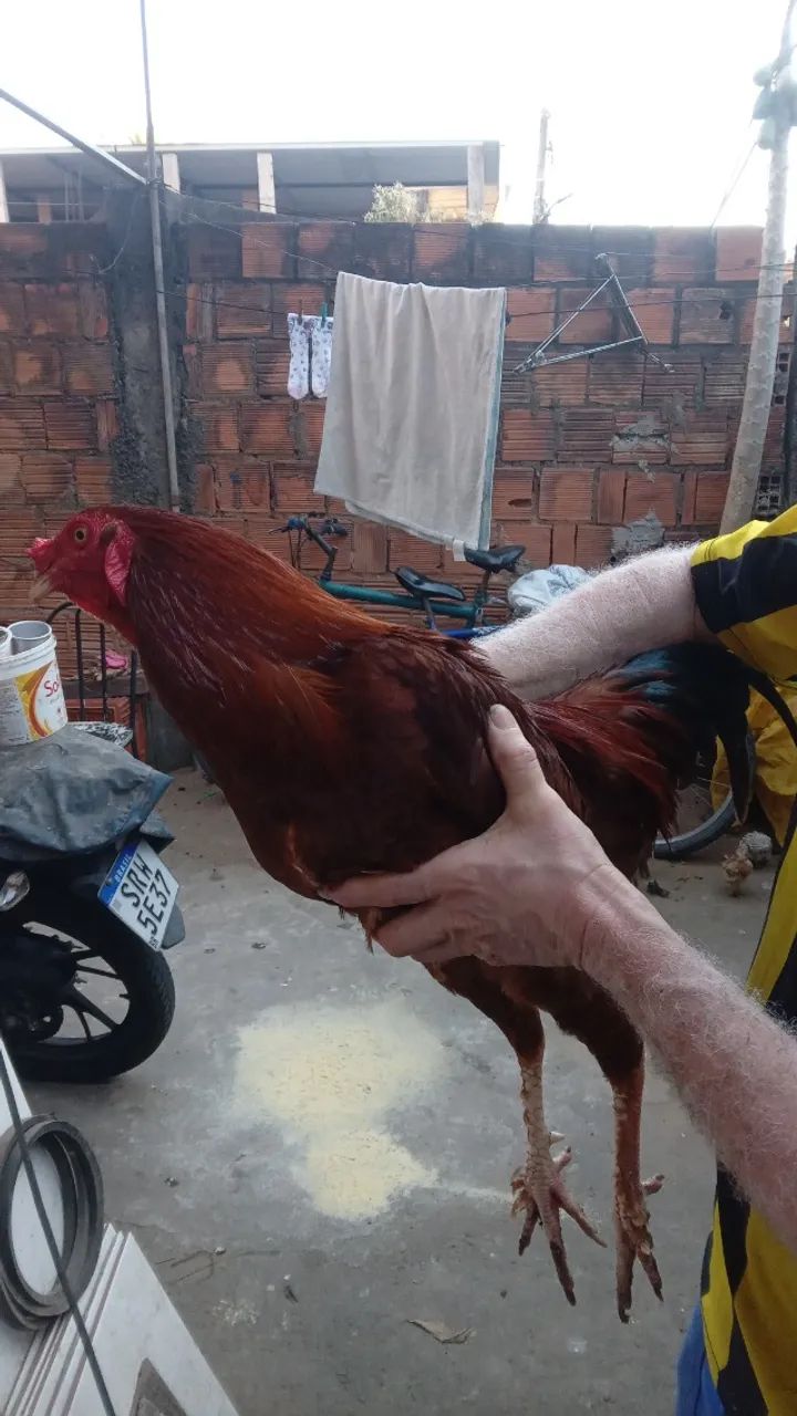 Frango