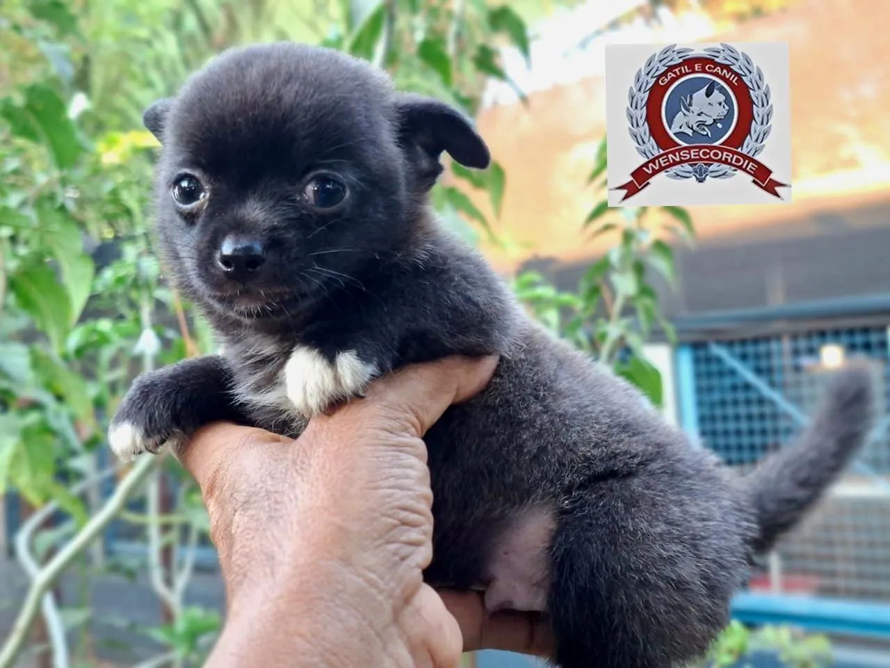 Filhote Mine Chihuahua macho - Foto 3