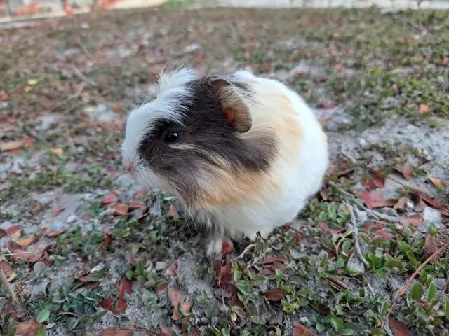Vende-se - Foto 4