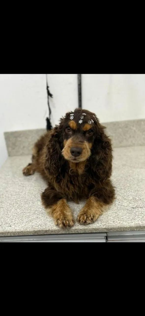 Cocker Spaniel Inglês 