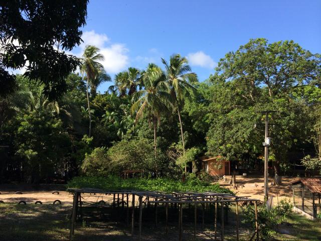 Axixá - Maranhão: Excelente Fazenda p/ Vender - Foto 3