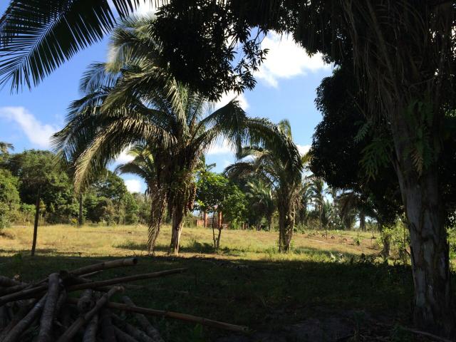 Axixá - Maranhão: Excelente Fazenda p/ Vender - Foto 10
