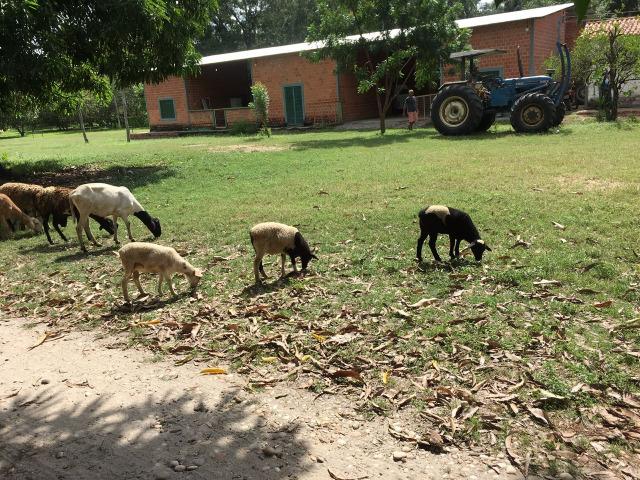 Fazenda com 980 hectares no município de Palmeirais-PI, 95 km de Teresina - Foto 11