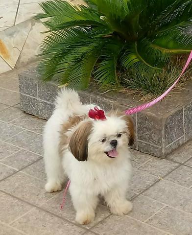 Shih tzu