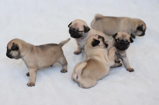 PUGs Fêmeas c/ Pedigree e Linhagem de Campeões - Foto 3