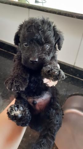 Black Friday Filhotes de Poodle n°2 Preto - Foto 5