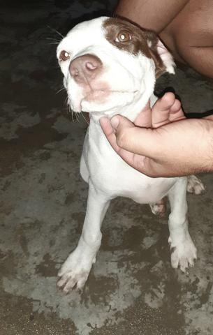 Vendo pitbull fêmea linhagem tradicional com Thompson - Foto 2