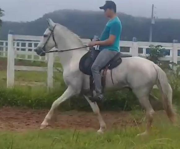 Cavalo - Foto 3