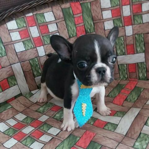 Bulldog Francês Lindo! - Foto 2