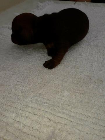 Filhote de Dachshund basset salsichinha "cofap" - Foto 4
