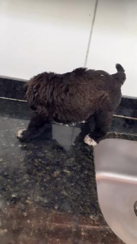 Black Friday Filhotes de Poodle n°2 Preto - Foto 3