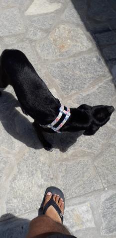 Cachorrinha para adoção