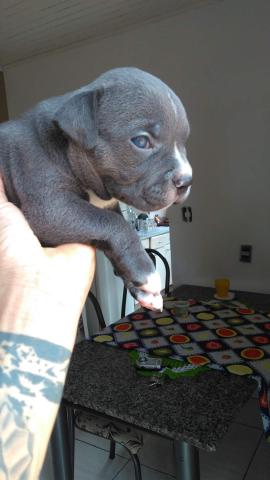 Filhotes de american bully - Foto 4