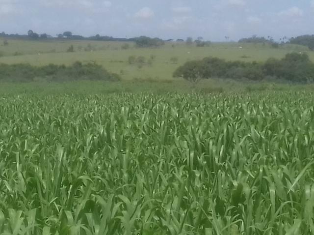 Vendo fazenda 250 alqueires próxima a presidente prudente - Foto 5