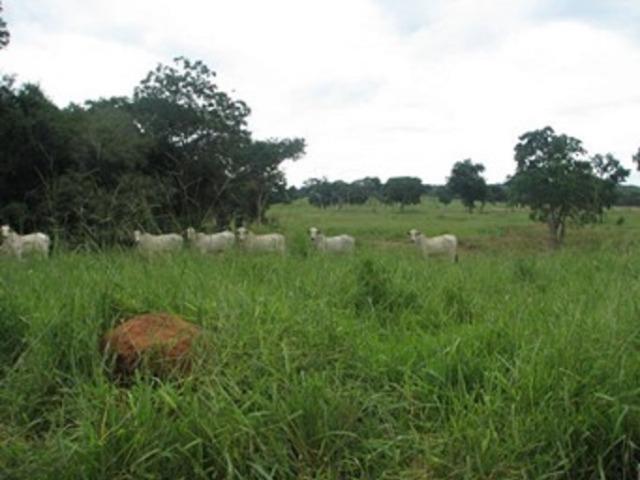 Oportunidade* Fazenda para gado no norte de Minas Gerais - Foto 9