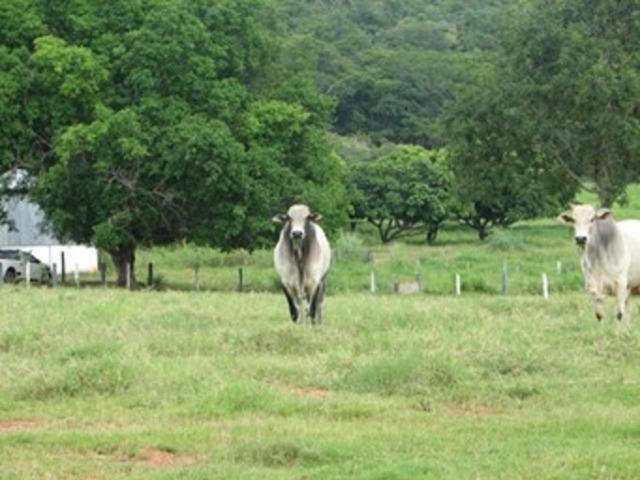Oportunidade* Fazenda para gado no norte de Minas Gerais