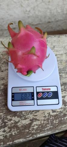 Mudas de pitaya/pitaia polpa vermelha e branca - Foto 5