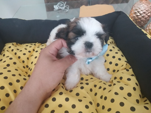 SHIH TZU - Foto 4