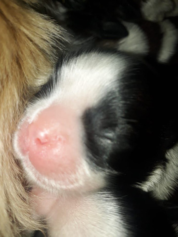 Shih tzu - Foto 2