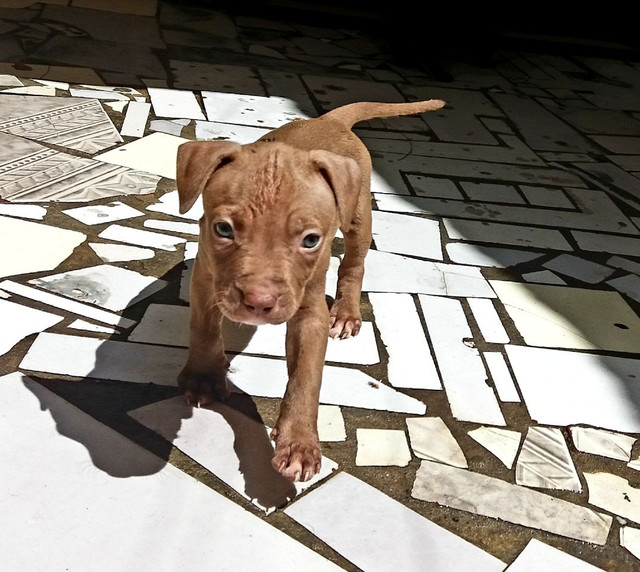 Pit Bull - Foto 2