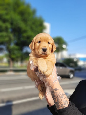 Golden Retriever Europeu Filhotes Com O Melhor E Mais Top Padrao Da Raca Cachorros E Acessorios Higienopolis Sao Paulo 823635985 Olx