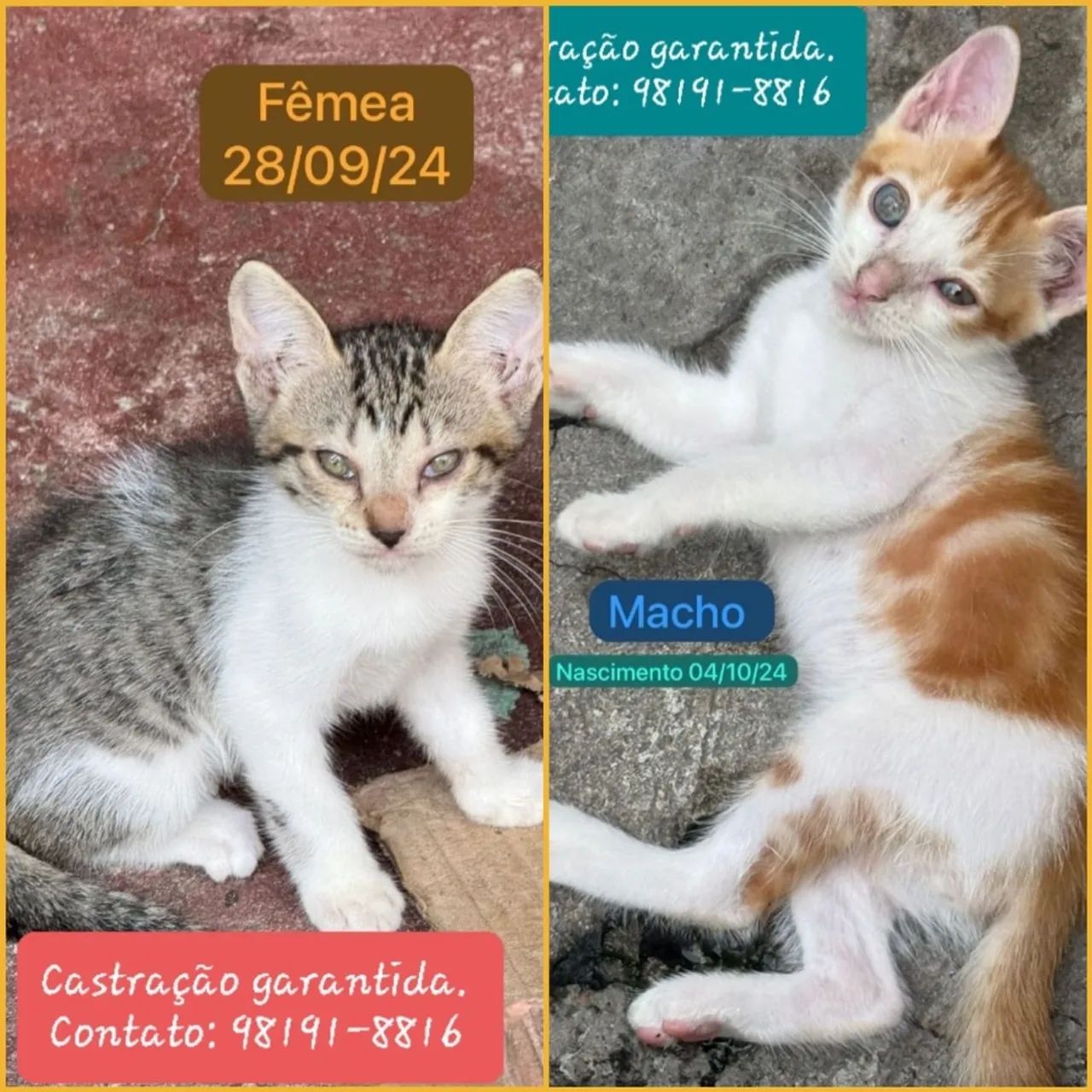 Doação Responsável  - Foto 2