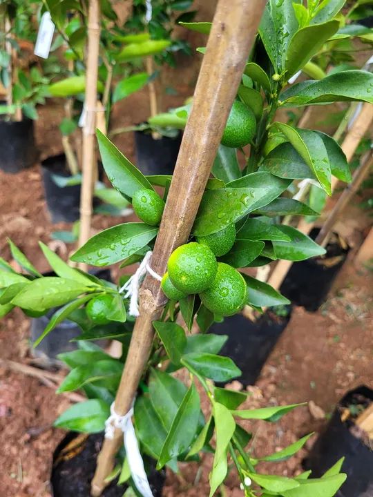 Mudas de laranjas , limão  - Foto 3