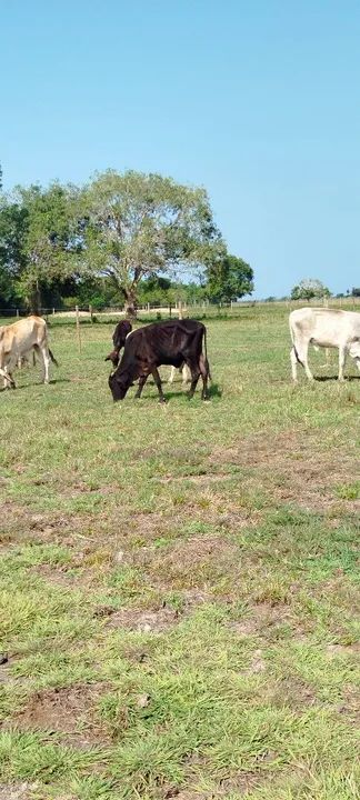 Venda de bezerro - Foto 2