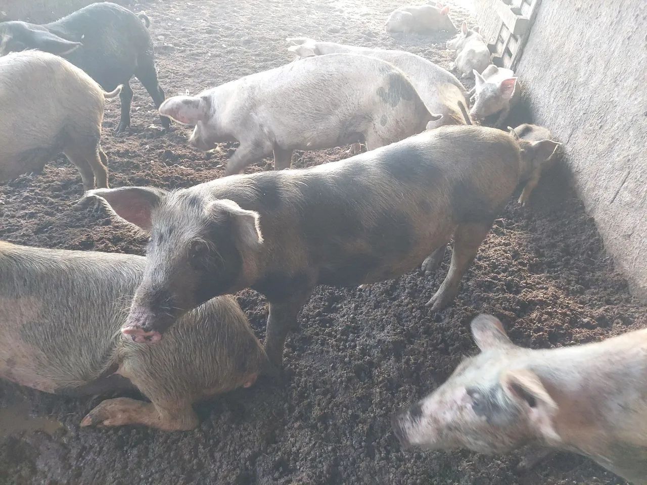 Porcos para venda!
