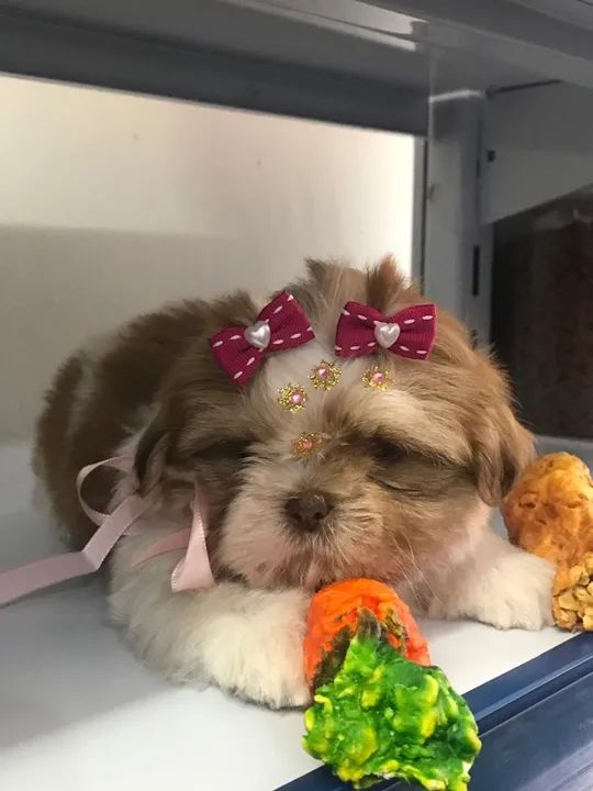 Shih tzu fêmea micro $2.500,00 - Foto 4