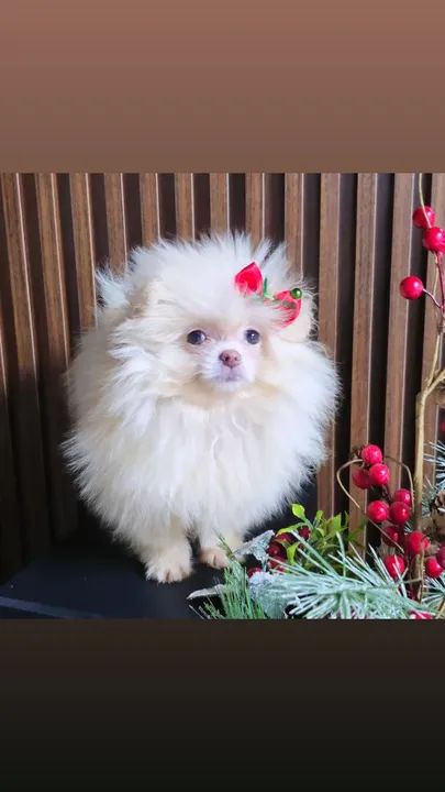 Lulu da Pomerânia Fêmeas e machos.  Promoção.  Leia o anúncio  - Foto 2