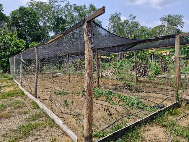 VENDO OU TROCO SÍTIO PERTO DE ITACOATIARA 130 TROCA ou VENDA - Foto 11