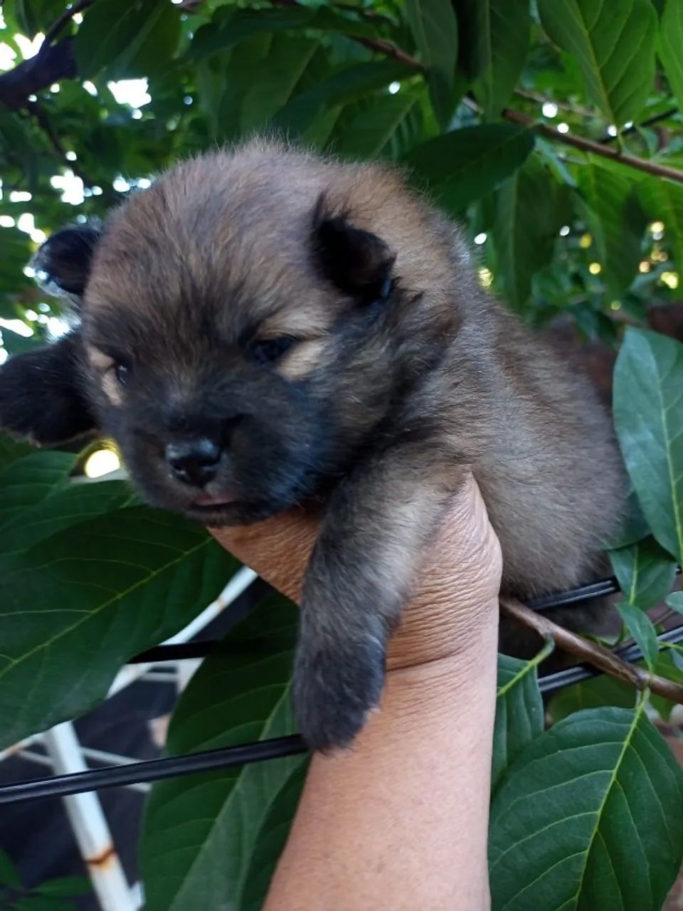 Lulu da Pomerânia Macho - Foto 4