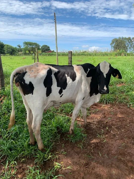 Vaca girolando 2 cria 