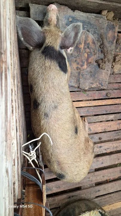Porquinho para venda - Foto 3