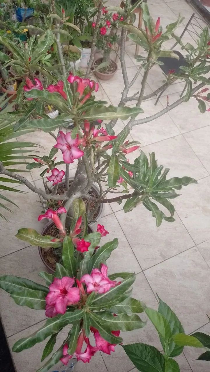 Rosas deserto  - Foto 2