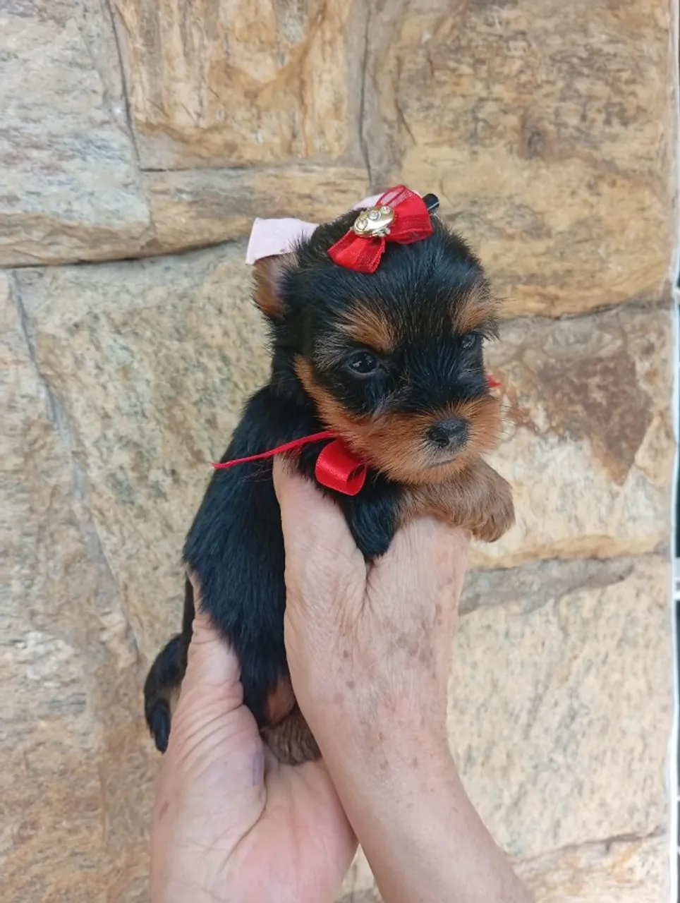 Yorkshire Bebês - Meninos e Meninas Cheios de Carinho!